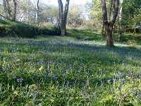 Carpet of Bluebells in Letterfrack Woods