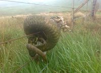 Remains of sheep's head attached to the deer fence