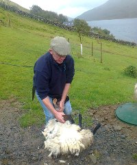 Sheep-shearing demonstration at Lough Na Fooey